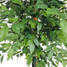 Faux-Ficus-Tree-Close-Up-2.jpg