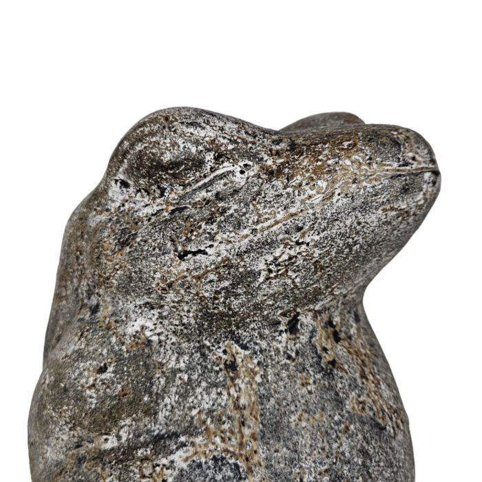 Grey-Frog-Sitting-Close-Up.jpg