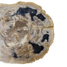 Natural-Petrified-Stone-Table-Close-UpBUK9503.jpg