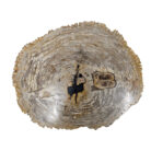 Natural-Petrified-Stone-Table-Top-BUK9500.jpg