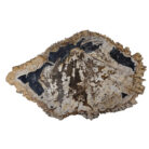 Natural-Petrified-Stone-Table-Top-BUK9501.jpg