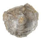 Natural-Petrified-Stone-Table-TopBUK9502.jpg