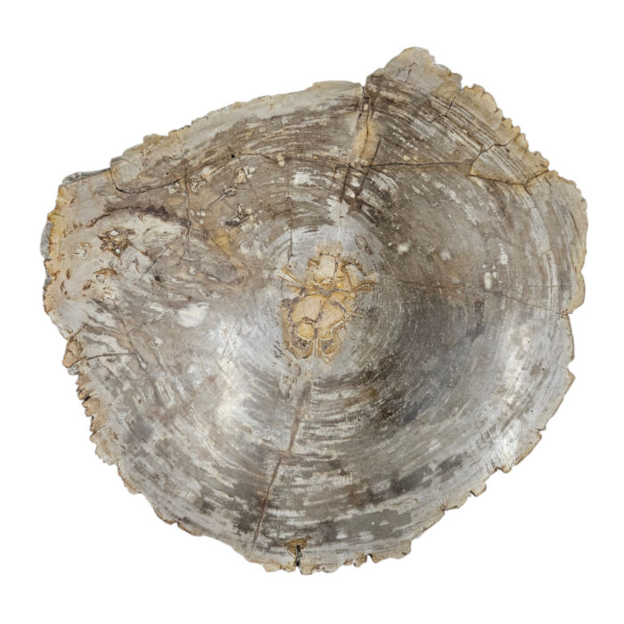 Natural-Petrified-Stone-Table-TopBUK9502.jpg