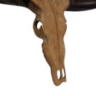 Teak-Buffalo-Skull-Wall-Hanging-Close-Up.jpg