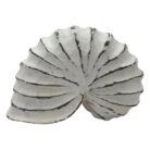 UAS7050-Shell-Ammonite-Wooden-White-Wash-20x8x15cm-Sotran.jpg