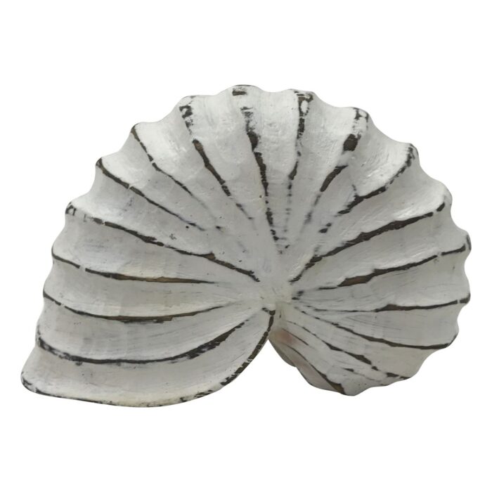 UAS7050-Shell-Ammonite-Wooden-White-Wash-20x8x15cm-Sotran.jpg