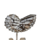 Wooden-Shell-On-A-Stand-25cm-Close-Up.jpg