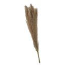 Pampass Grass White Brown