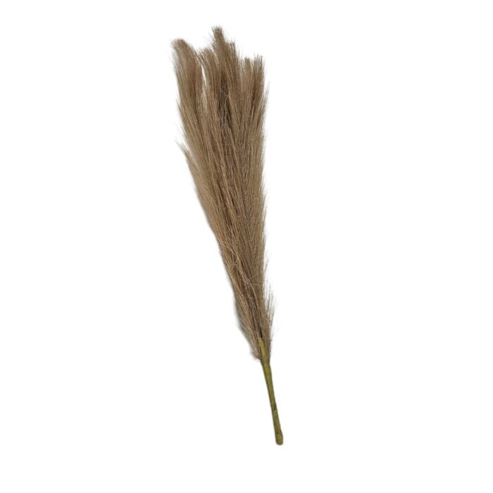 Pampass Grass White Brown