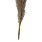 Pampass Grass White Brown Close Up