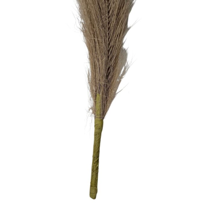 Pampass Grass White Brown Close Up