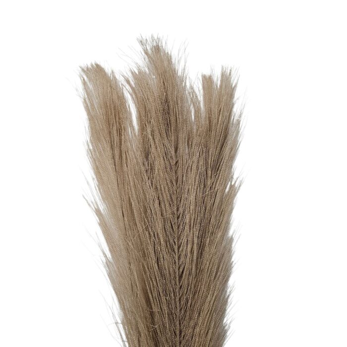 Pampass Grass White Brown Close Up Top