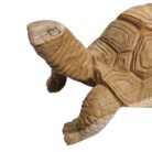 Carved Teak Tortoise Close