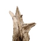 Root Sculpture NJA6066B Close