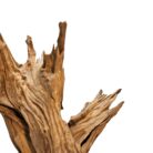 Root Sculpture NJA6068 Close