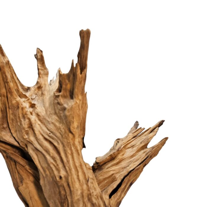 Root Sculpture NJA6068 Close Root Sculpture NJA6068 Close