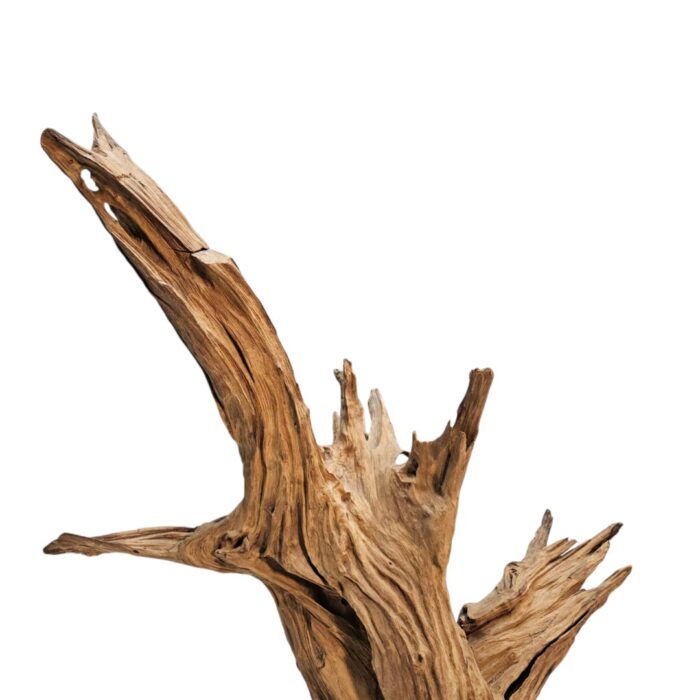 Root Sculpture NJA6068 Top Root Sculpture NJA6068 Top