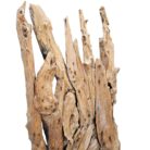 Root Sculpture NJA6069 Close