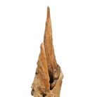 Root Sculpture NJA6073 Close Up