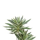 Bamboo Lilly Faux Close