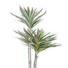 Bamboo Lilly Faux Close Top
