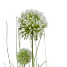 Potted Grass Flower PHG0040 Close