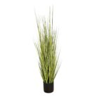 Zabra Striped Grass PHG0001