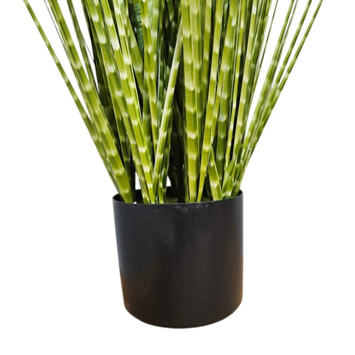 Zabra Striped Grass PHG0001 Bottom