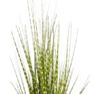 Zabra Striped Grass PHG0001 Top
