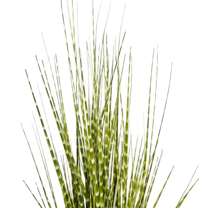 Zabra Striped Grass PHG0001 Top