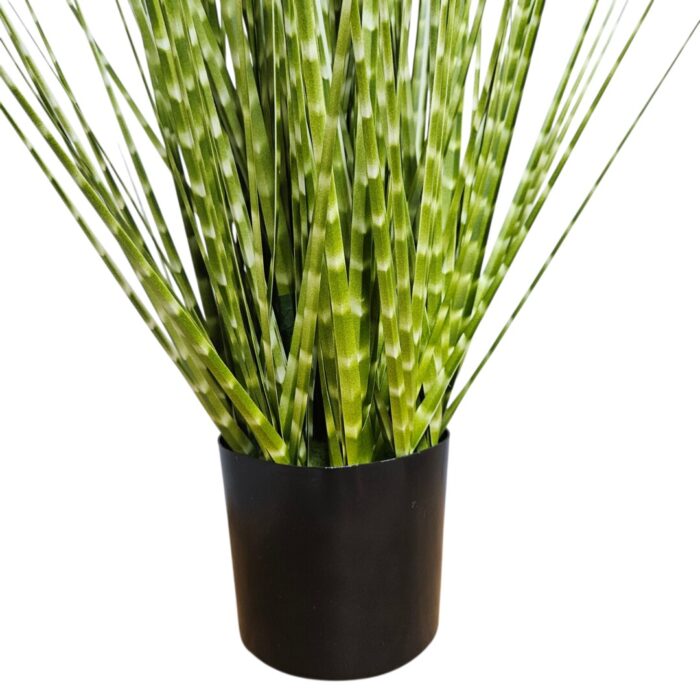 Zabra Striped Grass PHG0002 Close Bottom