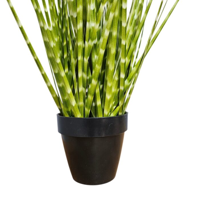 Zabra Striped Grass PHG0003 Bottom