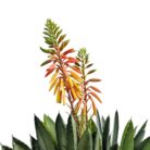 Faux Orange Aloe In Pot TRA1078 Close Top