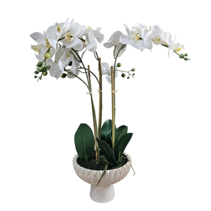 White Orchid