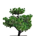 Bonsai Fuax Tree TRA1076 Close