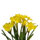 Daffodil Faux TRA1080 Close