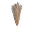 Pampas Grass TRA1071