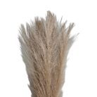 Pampas Grass TRA1071 Close