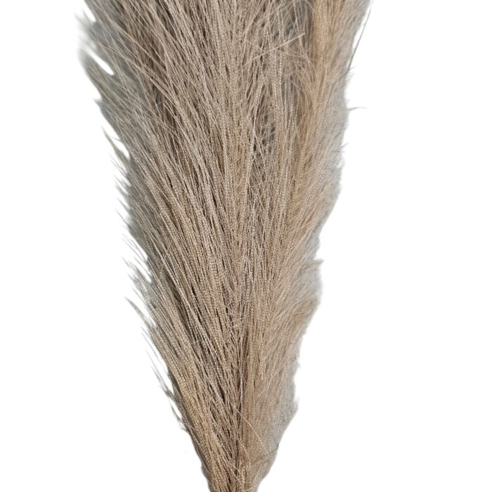 Pampas Grass TRA1071 Close (2)