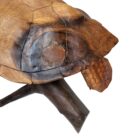 Swimming Turtle With Stand BGL0106 Close Back