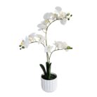 White Orchid Faux TRA0123