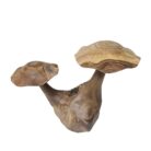 Pair Of Wooden Mushrooms Carved Teak NJA0009