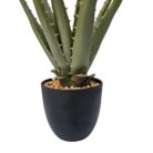 Aloe In Black Pot DYF0205 Bottom