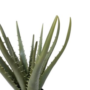 Aloe In Black Pot DYF0205 Close