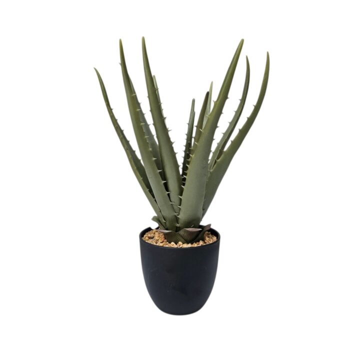 Aloe In Black Pot DYF0205 Main Aloe In Black Pot DYF0205 Main