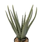 Aloe In Black Pot DYF0205 Top