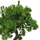 Bonsai Pine Tree DYF0404 Close Up