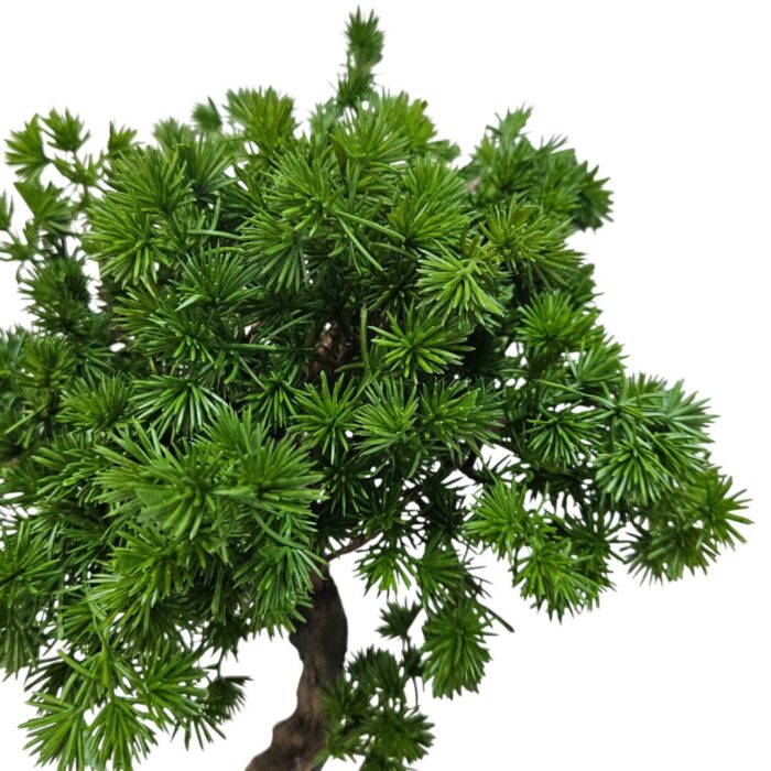 Bonsai Pine Tree DYF0404 Close Up Bonsai Pine Tree DYF0404 Close Up