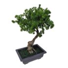 Bonsai Pine Tree DYF0404 Side
