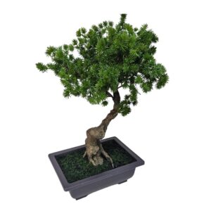 Bonsai Pine Tree DYF0404 Side